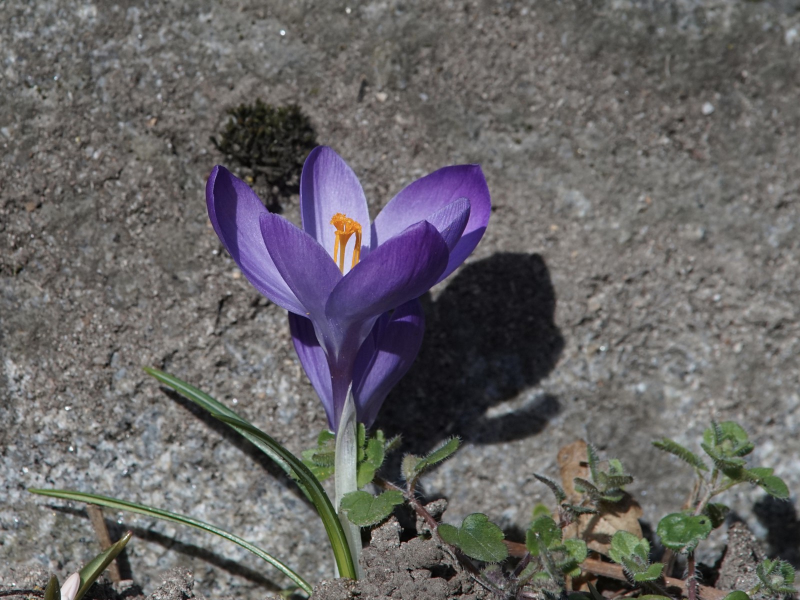 Lila Krokus am Stein Lila Krokus am Stein