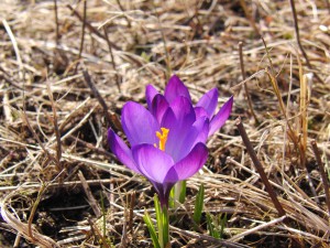 Lila Krokus duo Lila Krokus duo