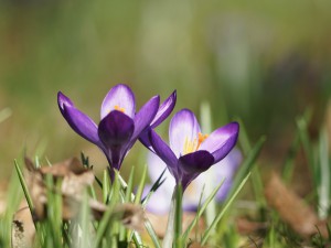 Lila Krokus-Duo im grünen Lila Krokus-Duo im grünen