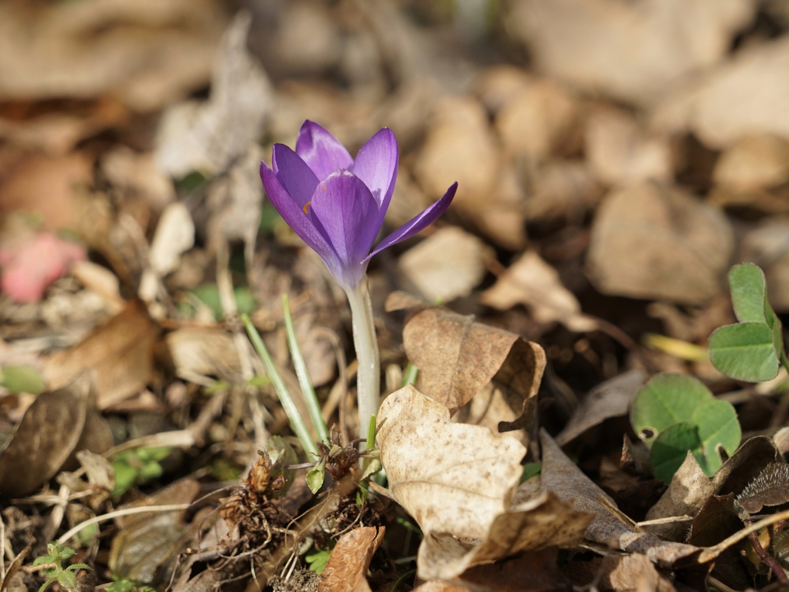 Lila Krokus im Laub Lila Krokus im Laub