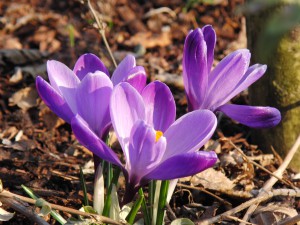 Lila Krokus trio Lila Krokus trio