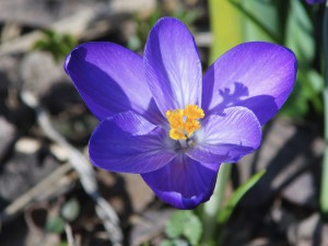 Lila Krokus von oben Lila Krokus von oben