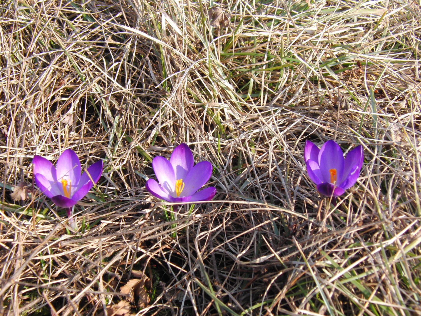 Lila Krokuse im Stroh Lila Krokuse im Stroh