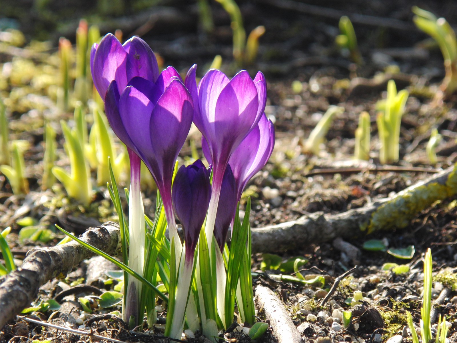 Lila Krokusse 1 Lila Krokusse 1