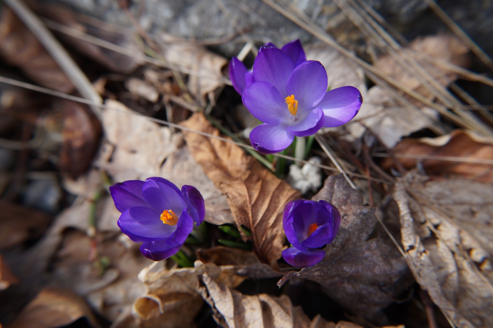 Lila Krokusse 2 Lila Krokusse 2