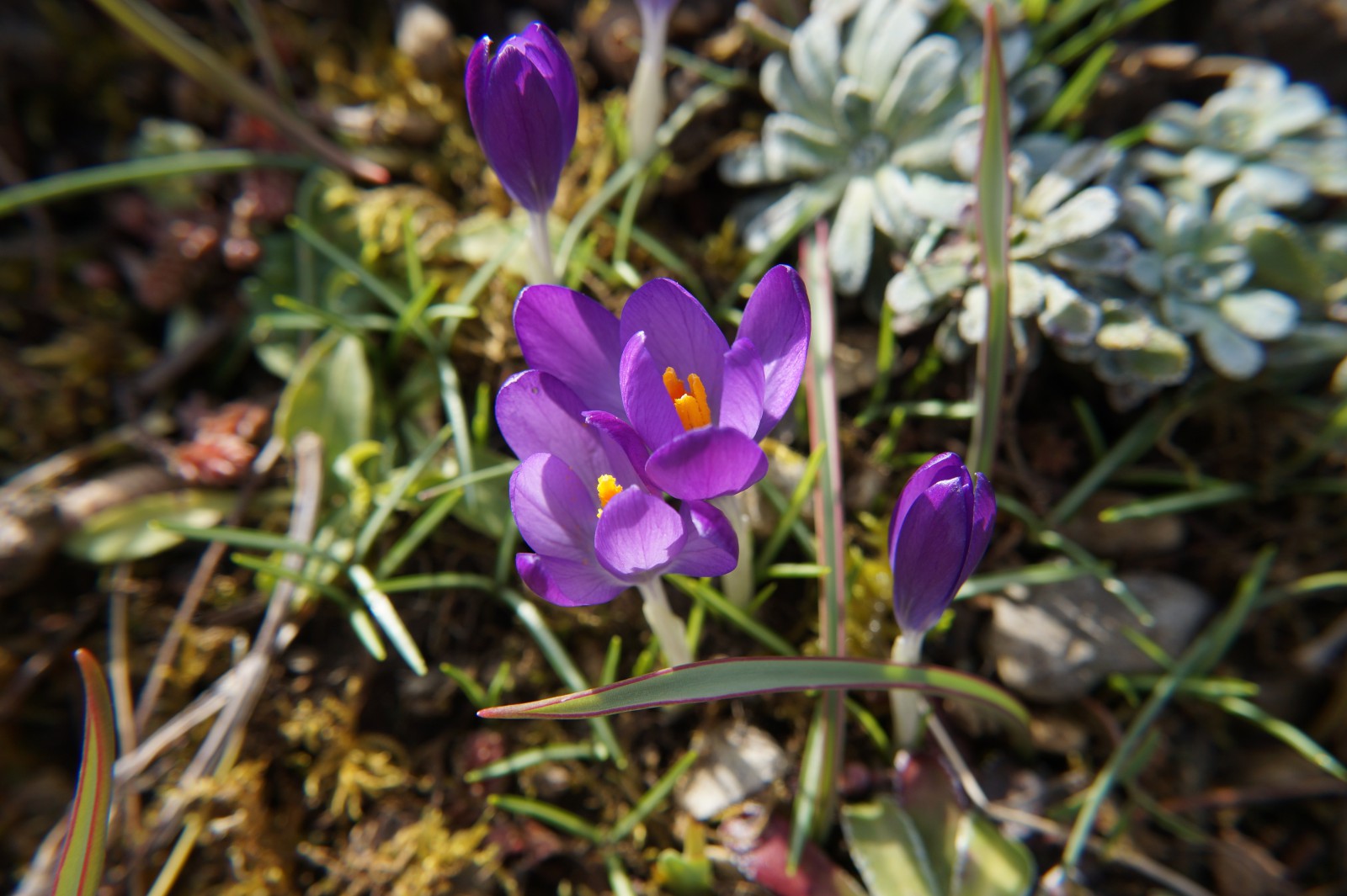 Lila Krokusse 3 Lila Krokusse 3