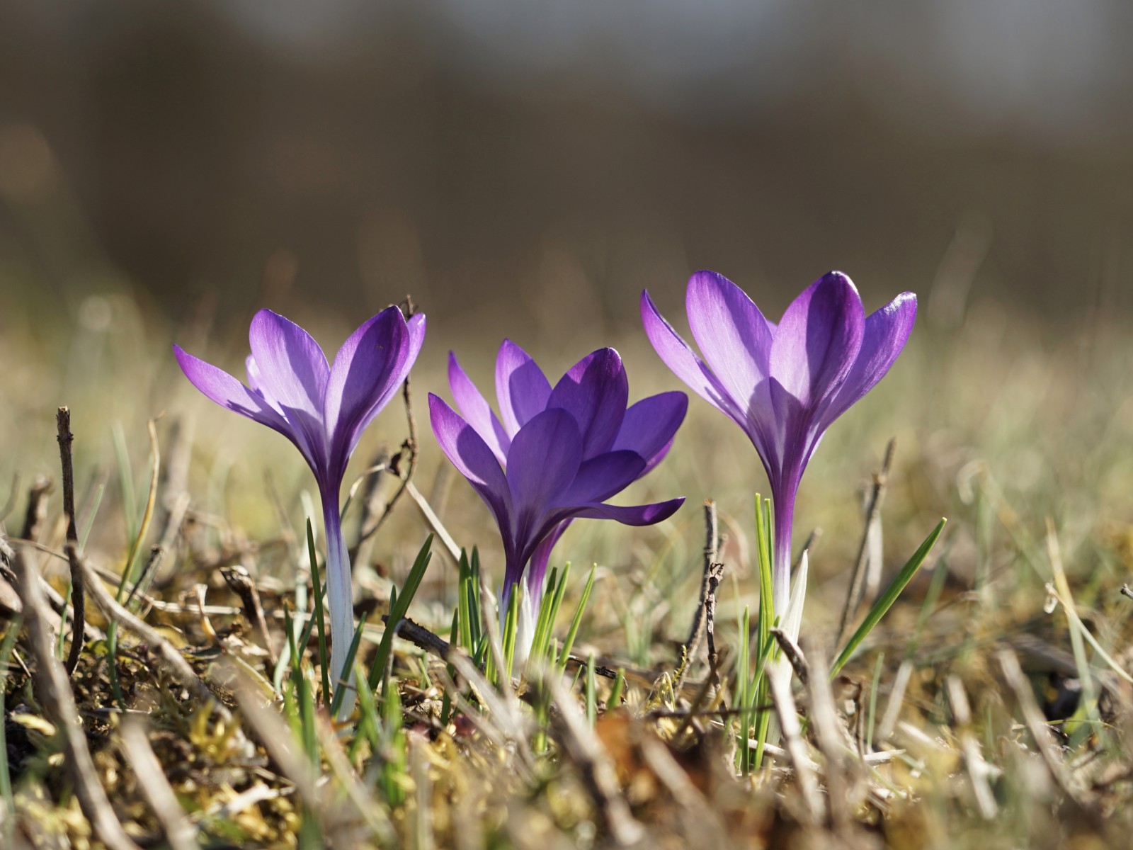 Lila Trio im März Lila Trio im März