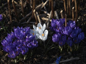 Lila und weiße Krokusse Lila und weiße Krokusse