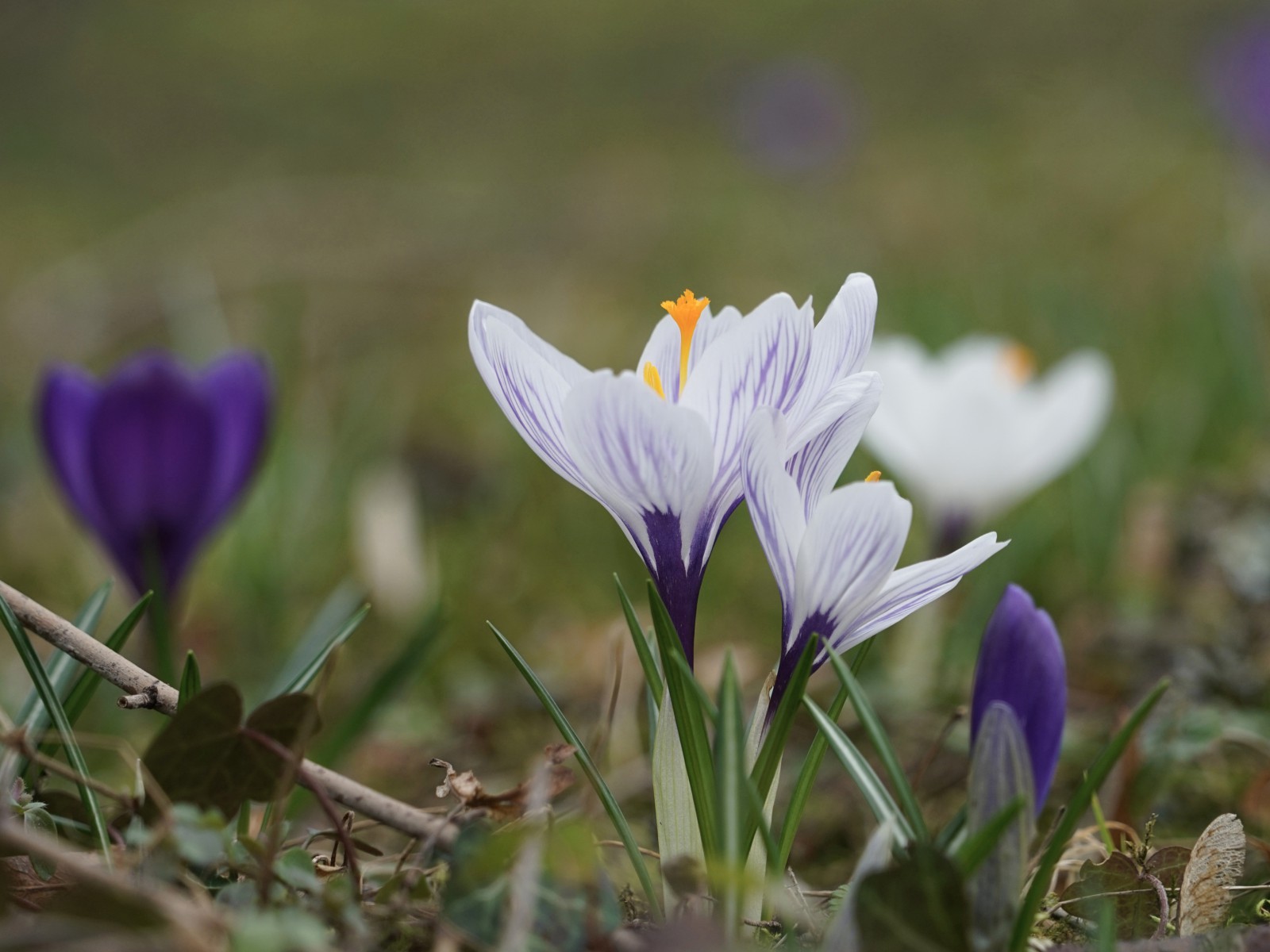 Lila-weiße Frühlingsboten Lila-weiße Frühlingsboten