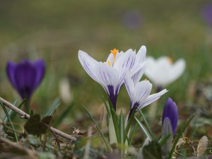 Lila-weiße Frühlingsboten Lila-weiße Frühlingsboten
