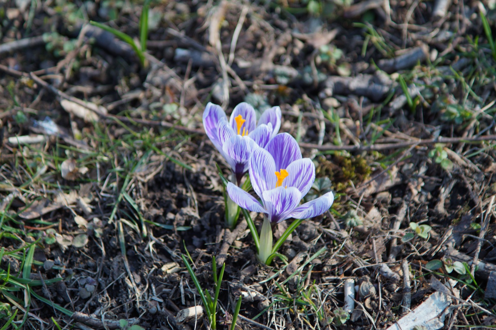 Pickwick Krokus duo 1 Pickwick Krokus duo 1