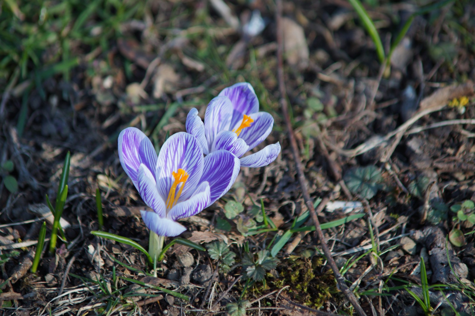 Pickwick Krokus duo 2 Pickwick Krokus duo 2