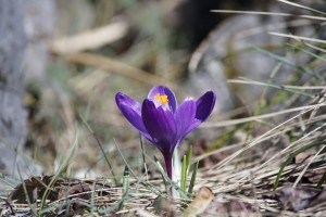 Schöner Frühlingsbote in lila Schöner Frühlingsbote in lila