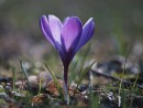 Sch&ouml;ner lila Krokus 
