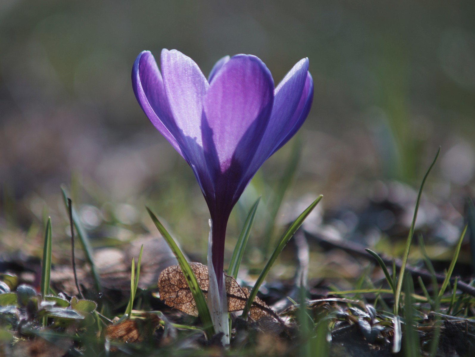 Schöner lila Krokus  Schöner lila Krokus