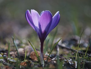  Schöner lila Krokus