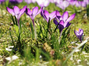 Schönes Frühlingsleuchten Schönes Frühlingsleuchten