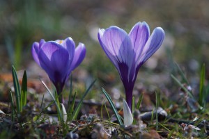 Schönes Krokus duo Schönes Krokus duo