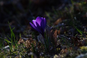 Violette Diva im Frühling Violette Diva im Frühling
