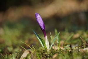 Warten auf Frühlingssonne Warten auf Frühlingssonne