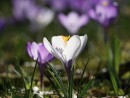 Wei&szlig;-lila Krokusleuchten