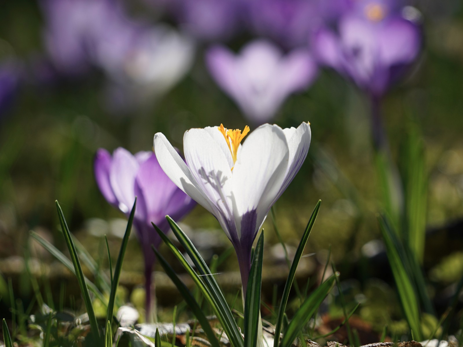 Weiß-lila Krokusleuchten Weiß-lila Krokusleuchten