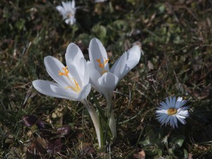 Weiße Krokusse Weiße Krokusse