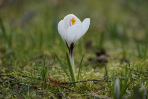 Weißer Krokus im grünen Weißer Krokus im grünen