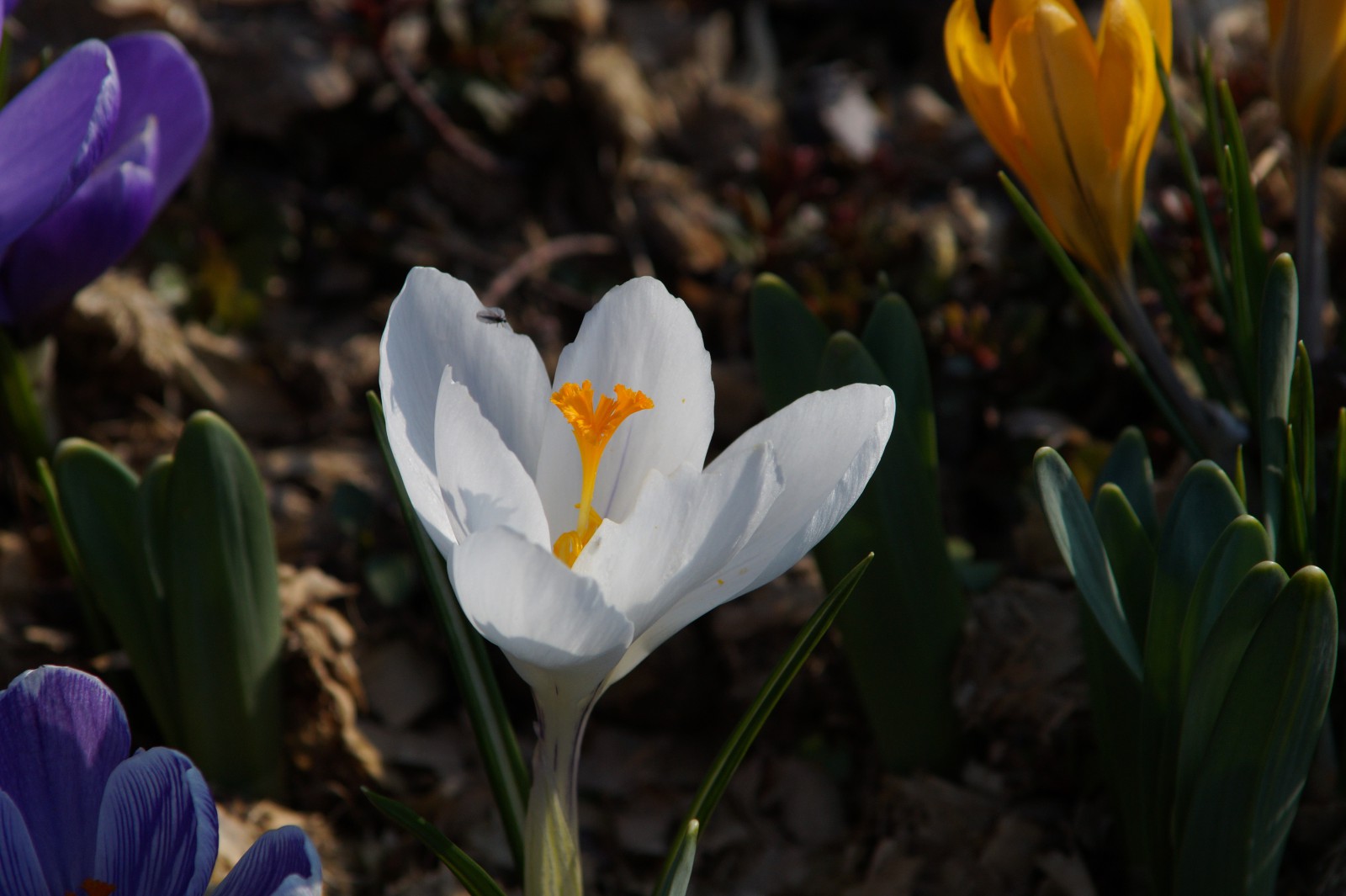 Weißer Krokus mit Besucher Weißer Krokus mit Besucher