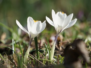 Weißes Krokus duo Weißes Krokus duo