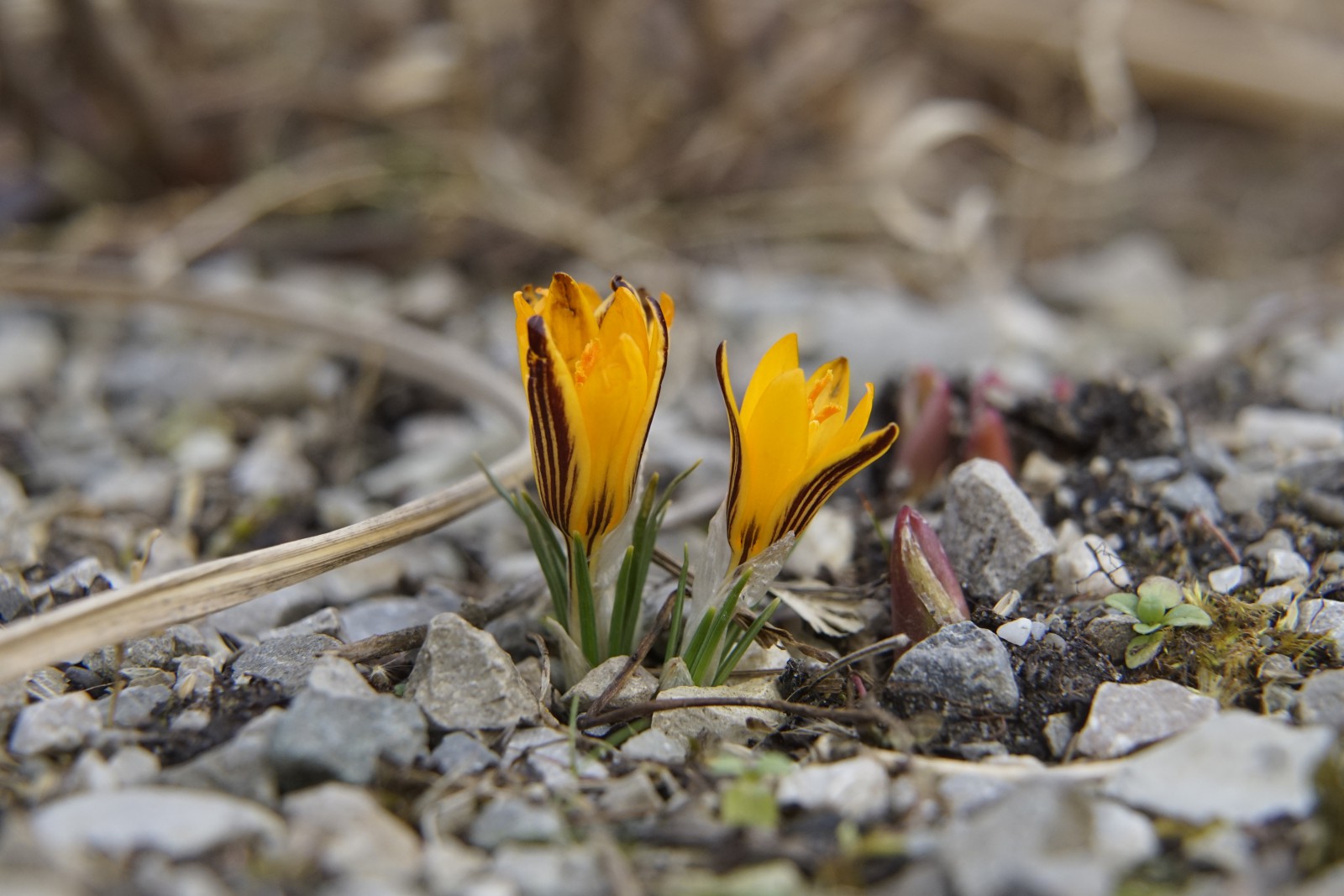 Zwei Frühlinsflammen Zwei Frühlinsflammen
