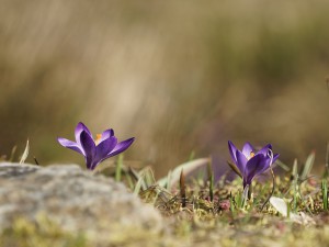 Zwei lila Krokusse Zwei lila Krokusse