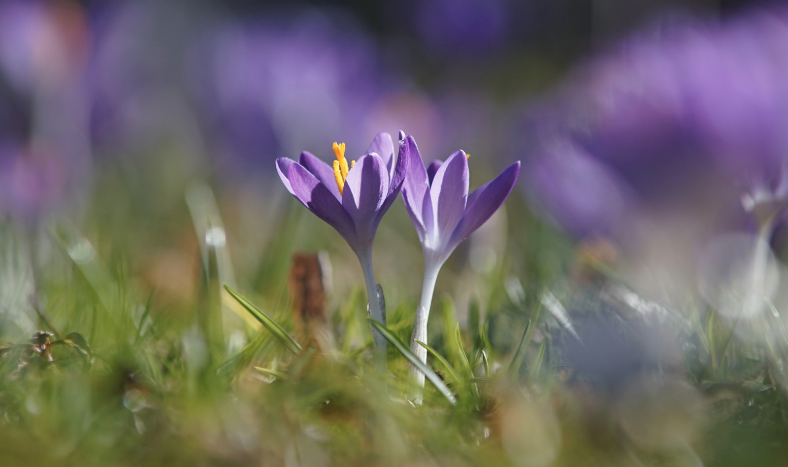 Zwei schöne Frühlingsboten Zwei schöne Frühlingsboten