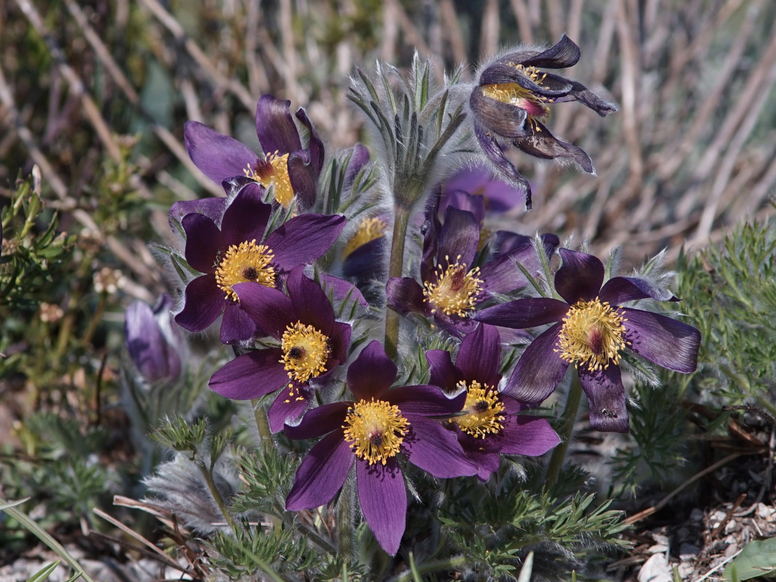 Gewöhnliche Küchenschelle Gewöhnliche Küchenschelle