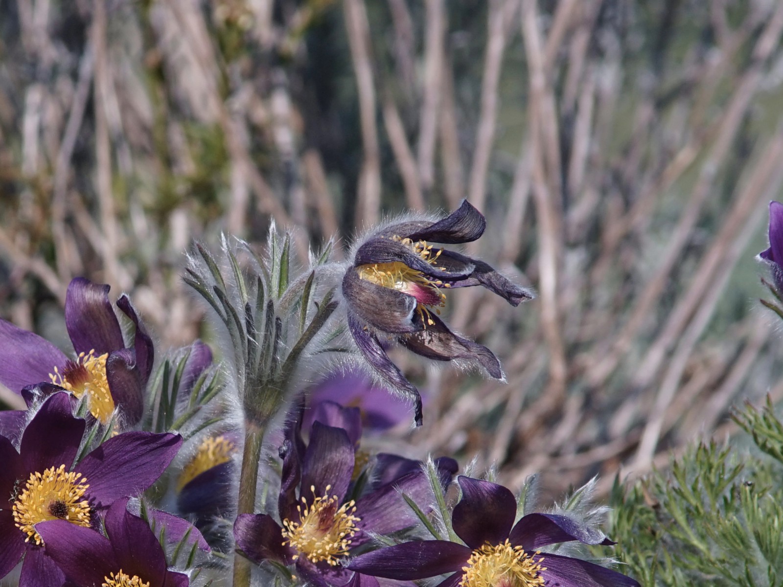 Küchenschelle am aufblühen Küchenschelle am aufblühen