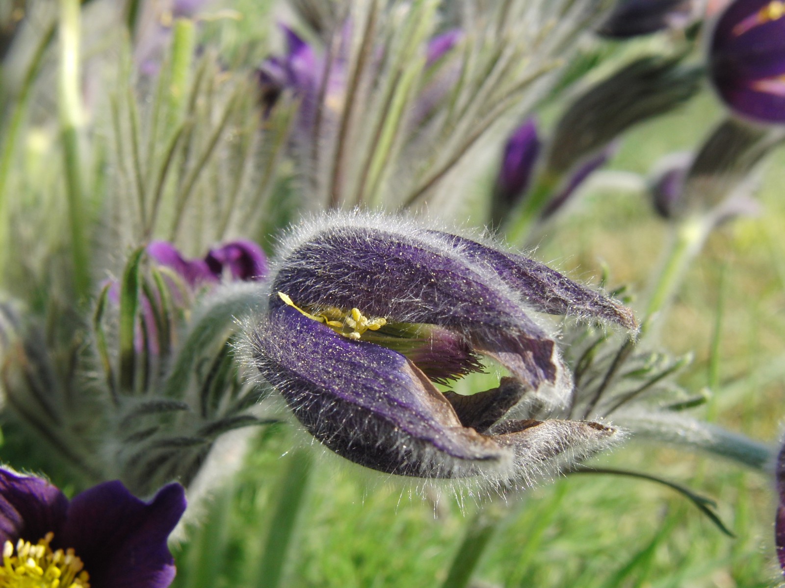 Küchenschelle Knospe  Küchenschelle Knospe