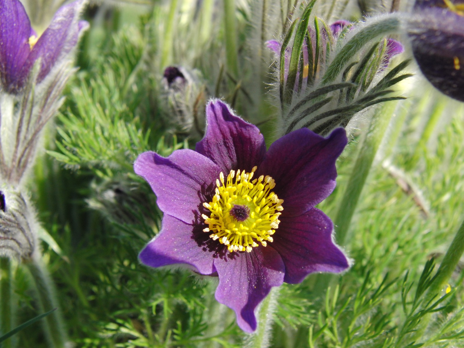 Küchenschelleblüte Küchenschelleblüte