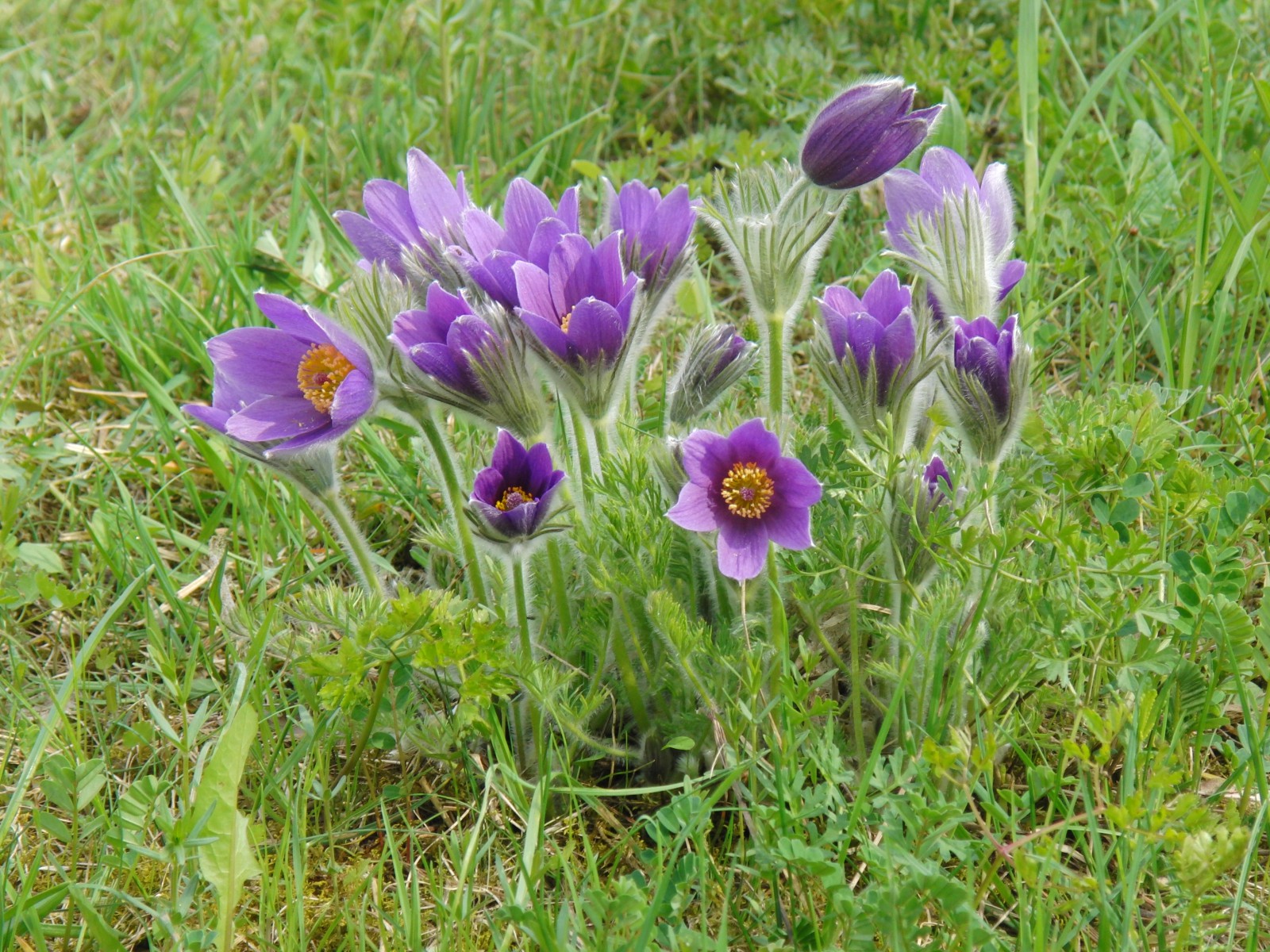 Küchenschellegruppe Küchenschellegruppe