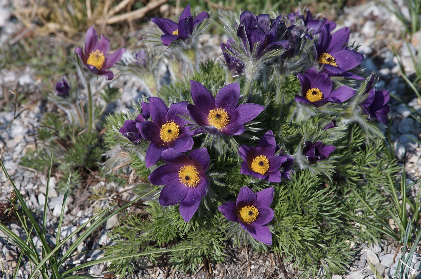 Zauberhafte Kuhschellenblüte Zauberhafte Kuhschellenblüte