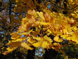Ahornblätter gold-braun Ahornblätter gold-braun