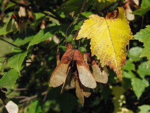 Ahornsamen und gelbes Laub Ahornsamen und gelbes Laub