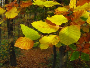 Ast mit schönen Herbstlaub Ast mit schönen Herbstlaub
