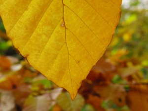 Braunes Buchenblatt Braunes Buchenblatt