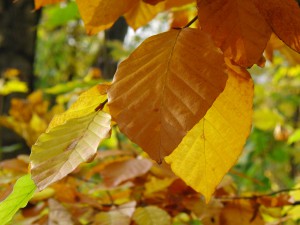 Buchenlaub am Zweig Buchenlaub am Zweig