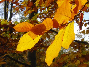Buchenzweig mit gold-braunen Laub Buchenzweig mit gold-braunen Laub