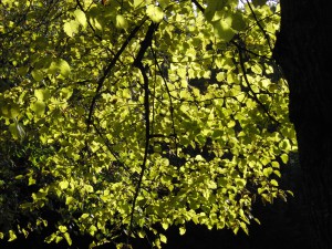 Gelbgrünes Lindenlaub am Ast Gelbgrünes Lindenlaub am Ast