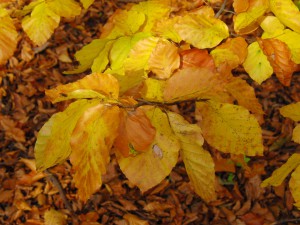 Goldbraunes Herbstlaub am Zweig Goldbraunes Herbstlaub am Zweig