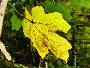 Herbstblatt gelb grün Herbstblatt gelb grün