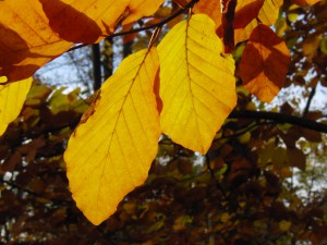 Herbstlaub duo am Ast Herbstlaub duo am Ast