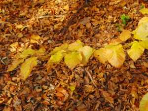Herbstlaub-Zweig Herbstlaub-Zweig